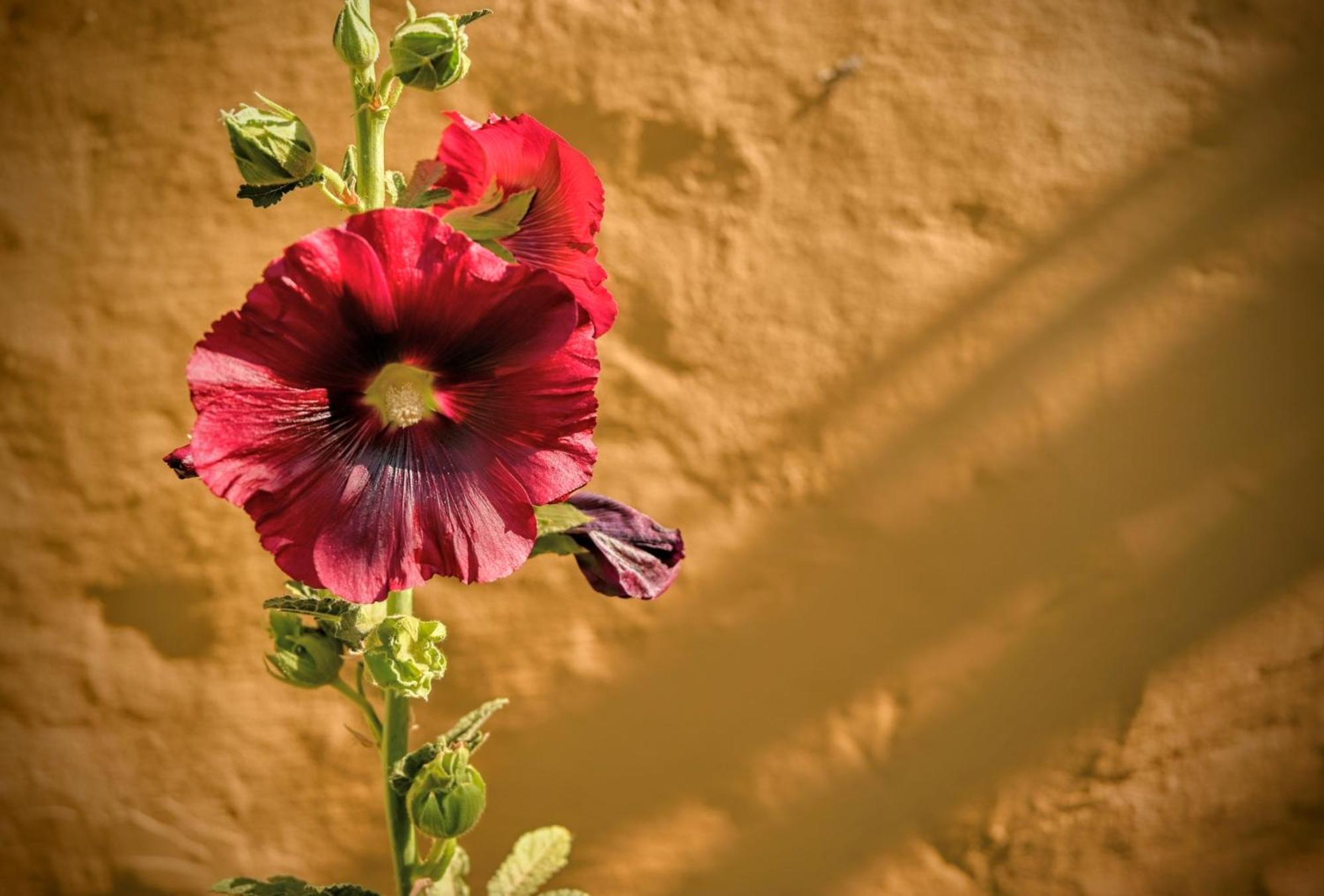 Cabana Kenty Wasy Villa Humahuaca Exteriör bild